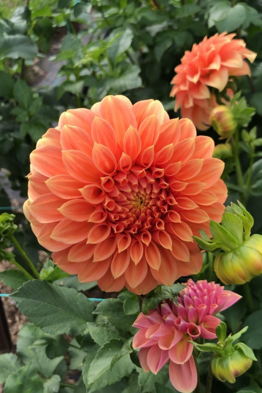 Dahlia Tuber - Bracken Palomino