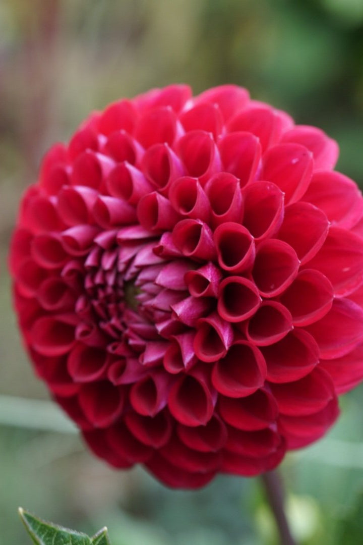 Dahlia Tuber - Cornel