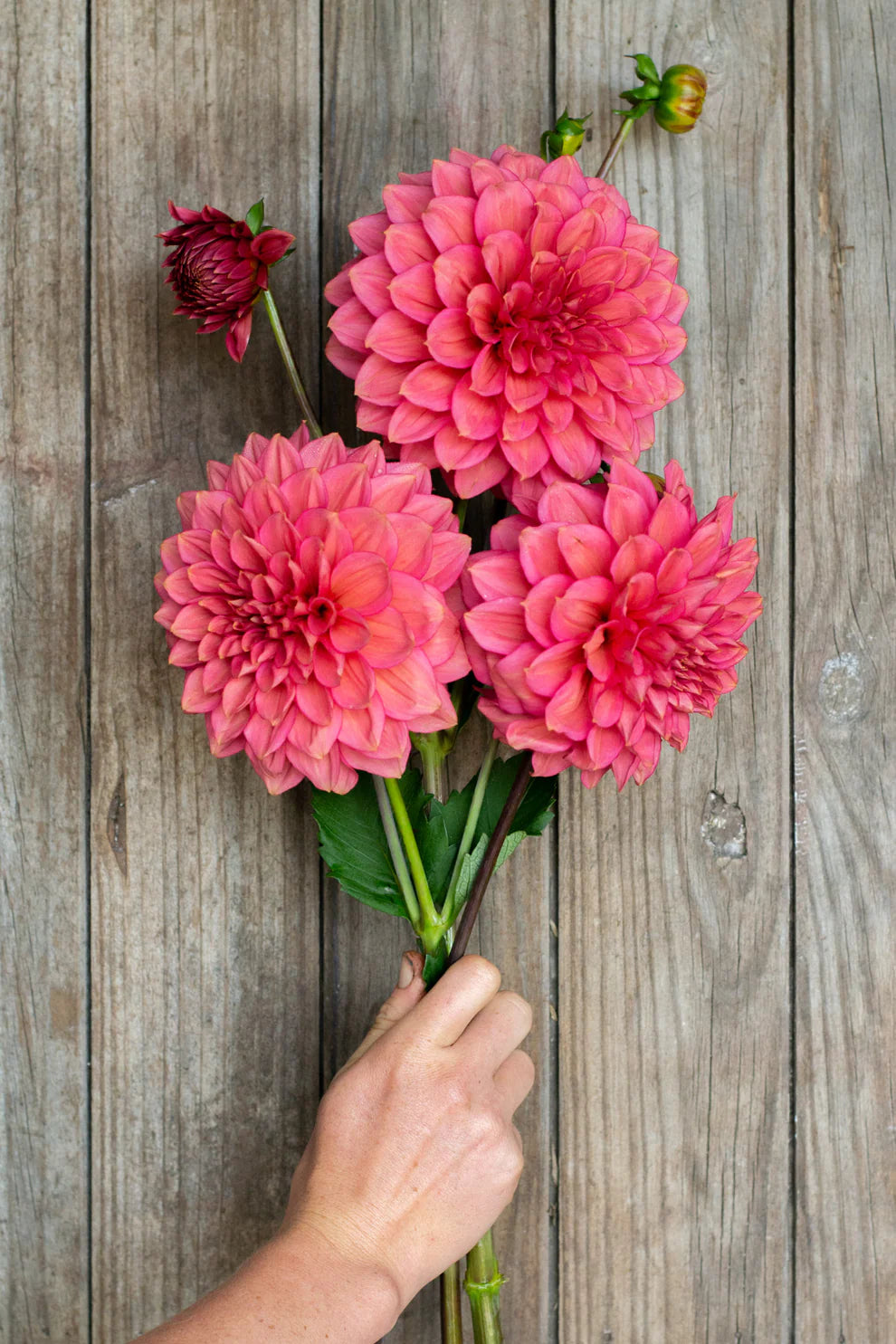 Dahlia Tuber - Florelie Guava