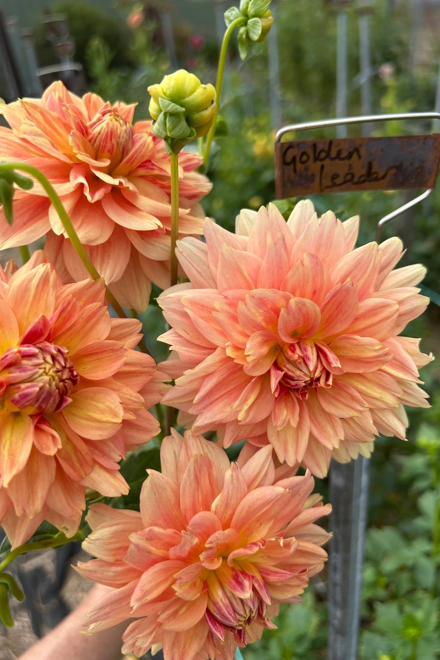 Dahlia Tuber - Golden Leader