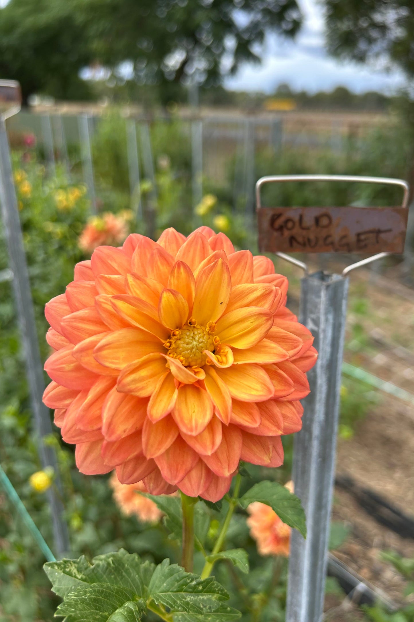 Dahlia Tuber - Golden Nugget
