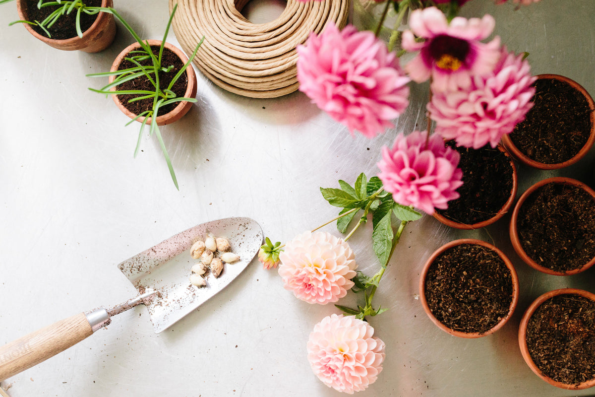 Collections – Little Triffids Flowers