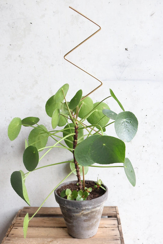 Golden Plant Stake – ZigZag