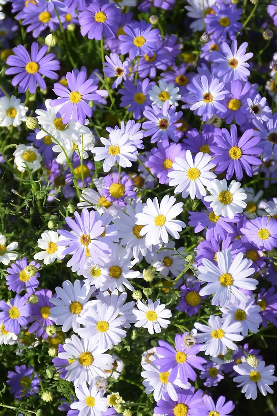 Native Swan Daisies Grow Kit