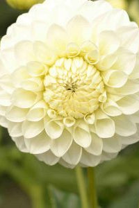 Dahlia Tuber - Boundry Snowflake