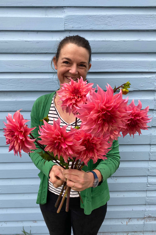 Dahlia Tuber - Carlos Watermelon