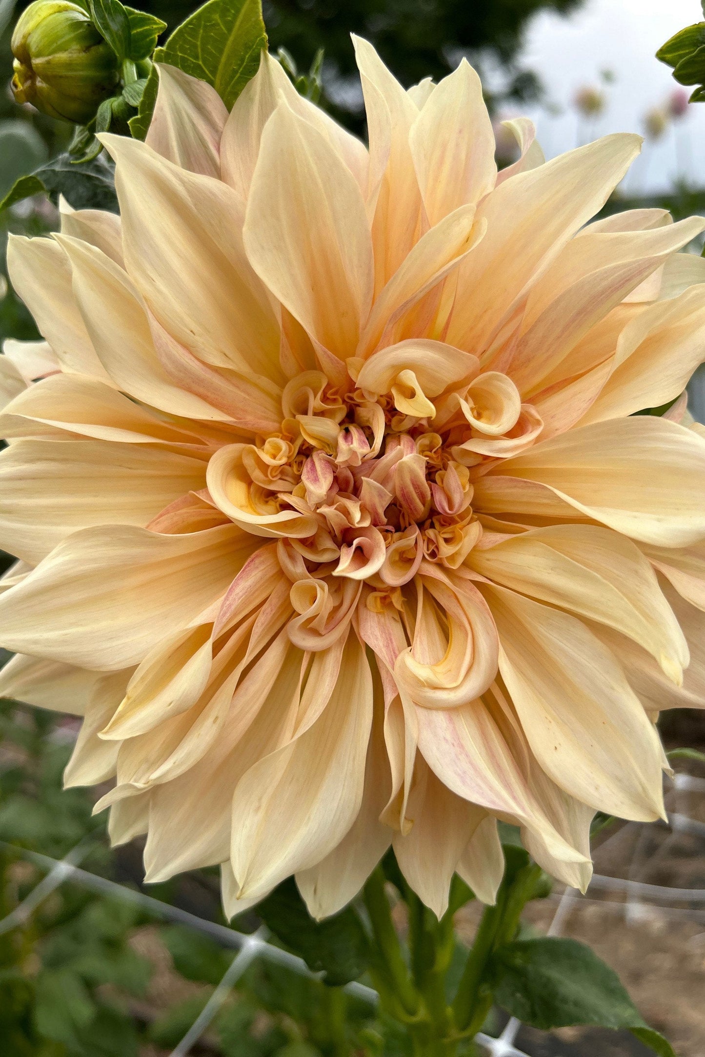Dahlia Tuber - Cafe Au Lait