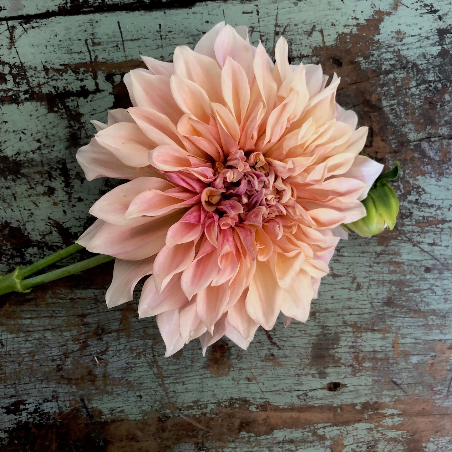 Dahlia Tuber - Cafe Au Lait