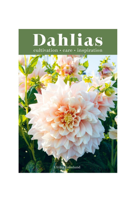 Dahlias. Cultivation, care, inspiration