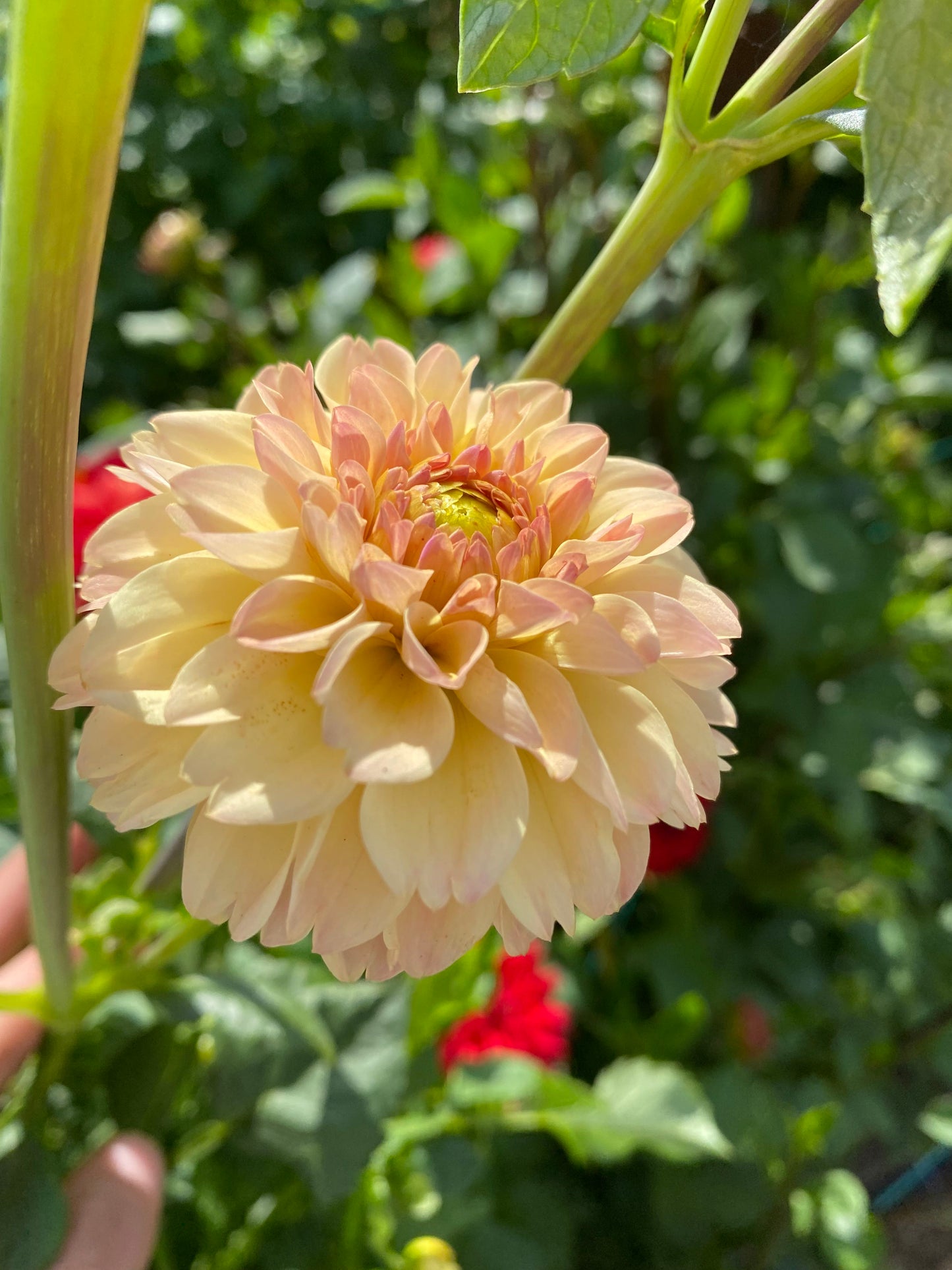 Dahlia Tuber - Florelie Toffee