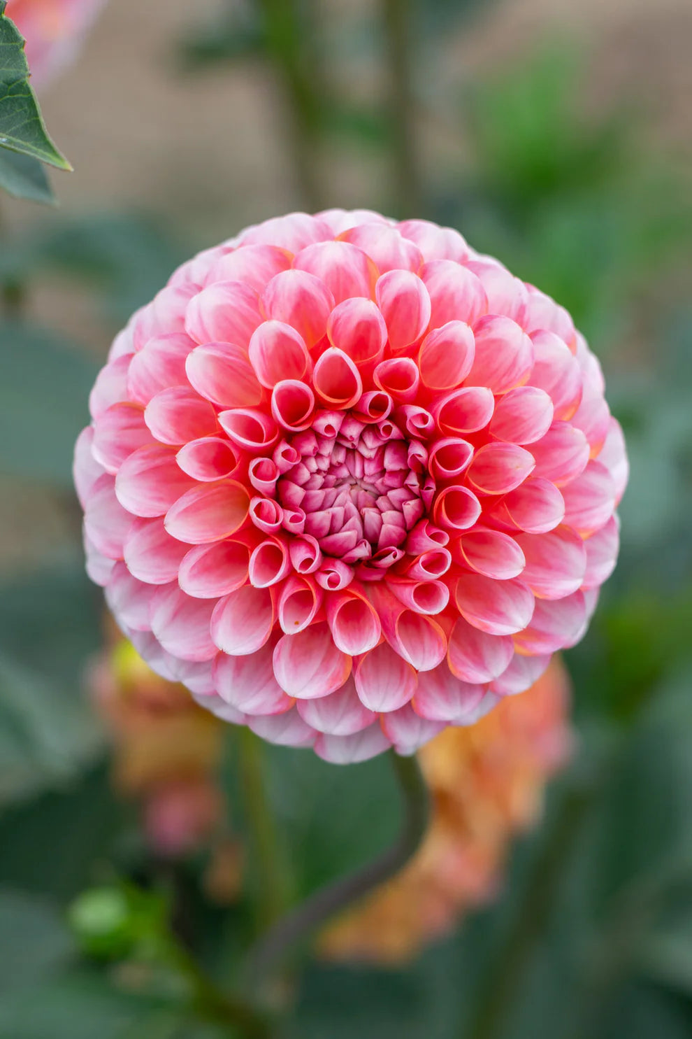 Dahlia Tuber - Florelie Angostura