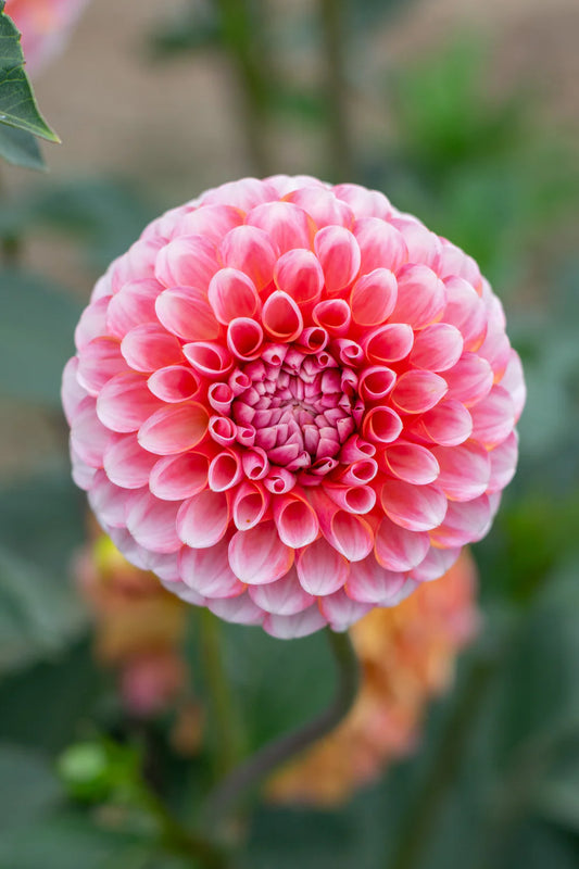 Dahlia Tuber - Florelie Angostura