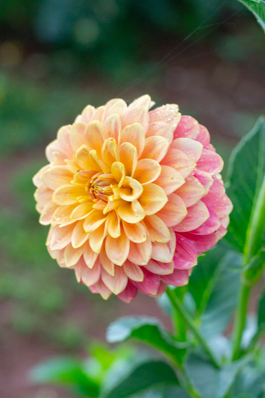 Dahlia Tuber - Florelie Fruit Tingle