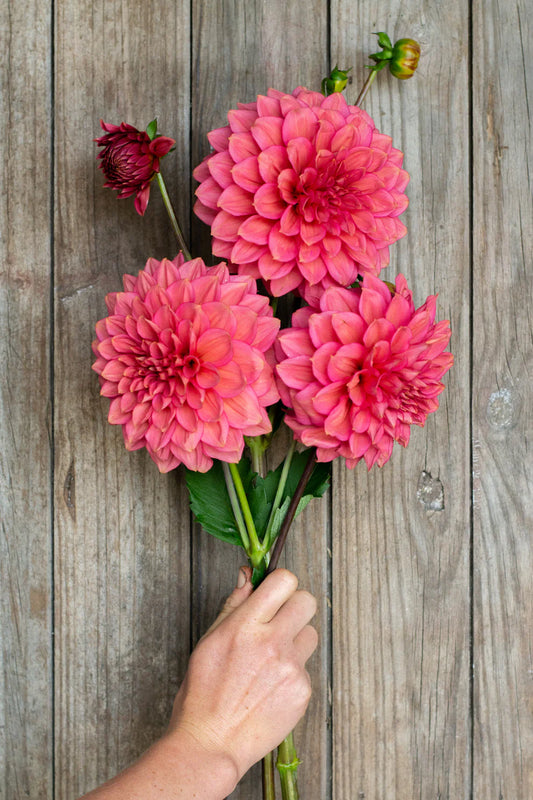 Dahlia Tuber - Florelie Guava