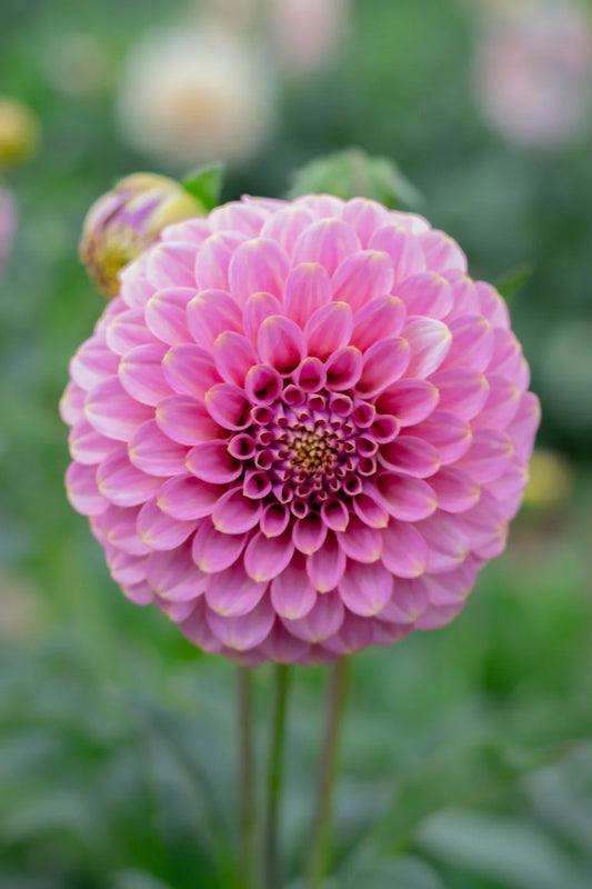 Dahlia Tuber - Florelie Oracle