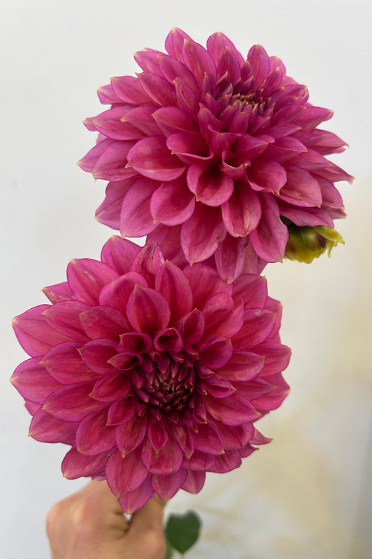Dahlia Tuber - Florelie Guava