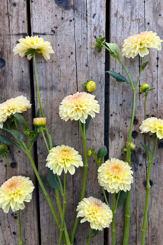 Dahlia Tuber - Florelie Toffee