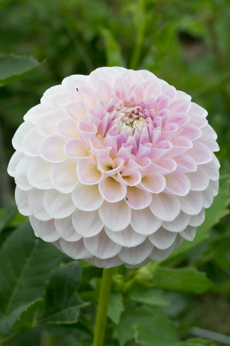 Dahlia Tuber - Formby Pearl