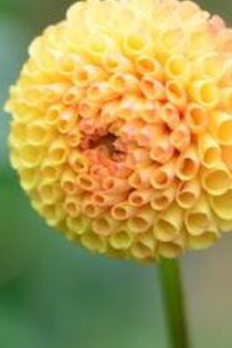 Dahlia Tuber - Glenbank Honeycomb