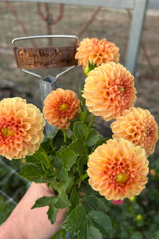 Dahlia Tuber - Glenbank Honeycomb