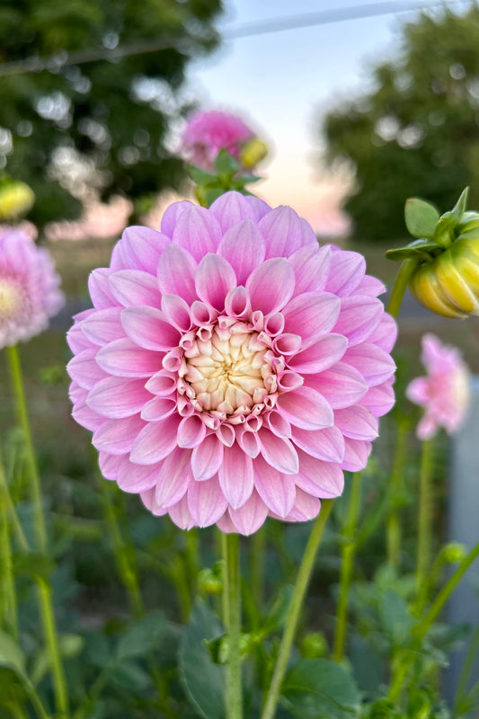 Dahlia Tuber - Glenmarc Margaret