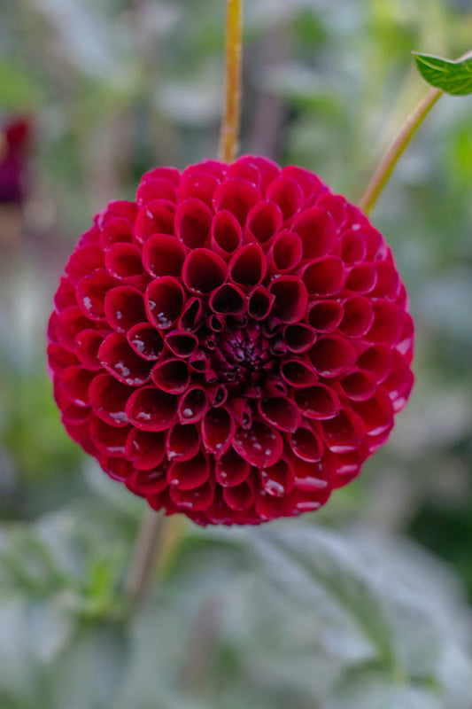 Dahlia Tuber - Jessie G