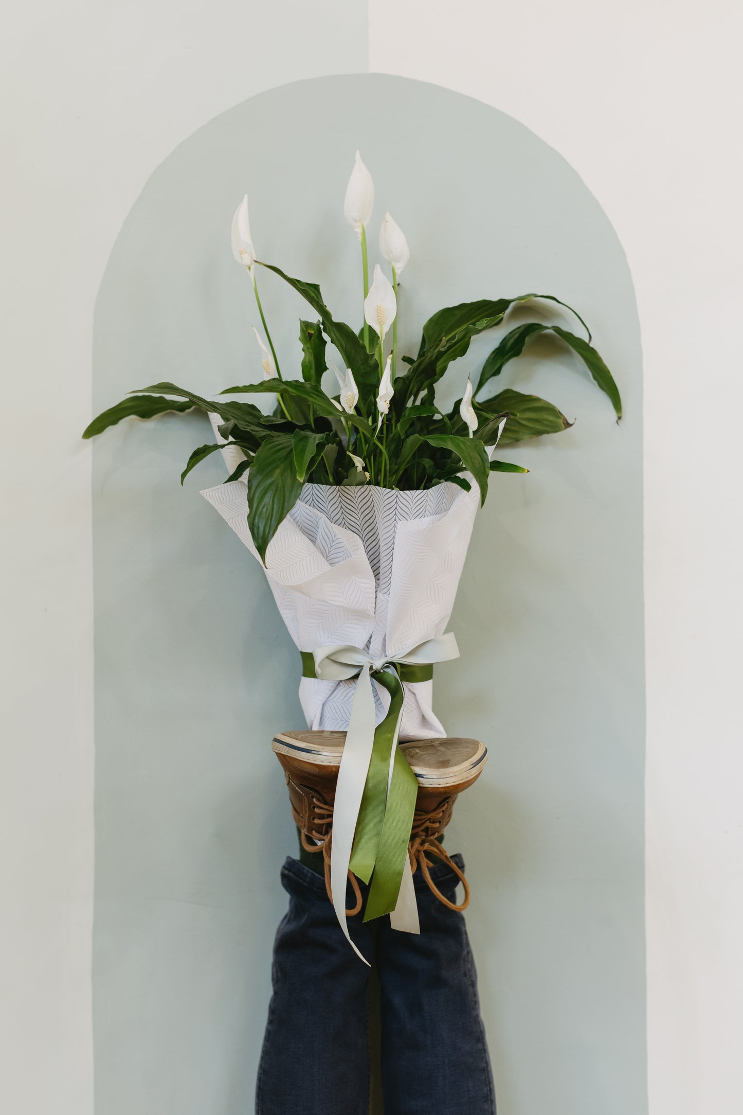 Peace Lily
