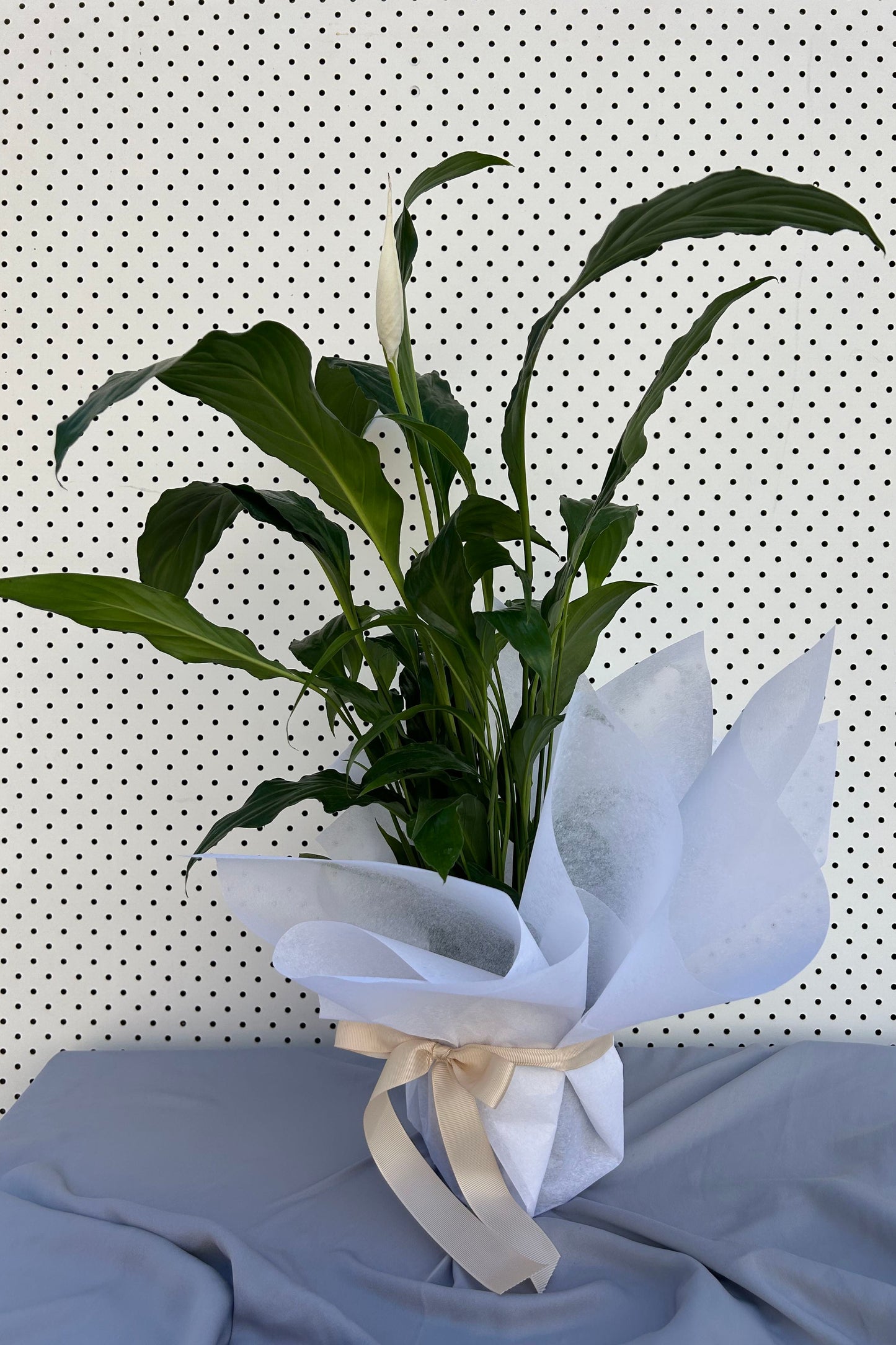 Peace Lily