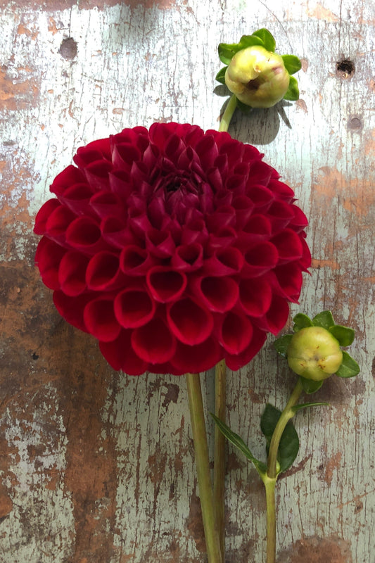 Dahlia Tuber - Pixie Rose