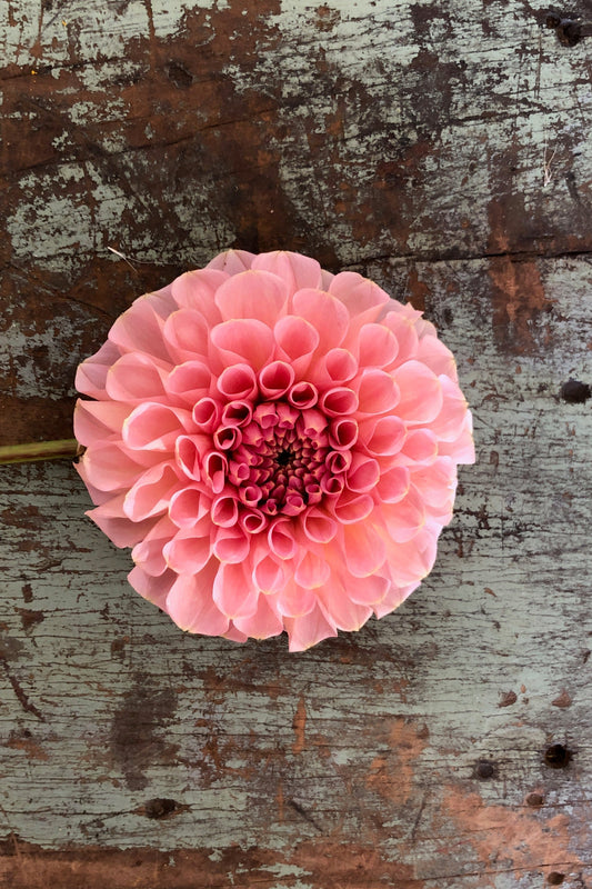 Dahlia Tuber - Salmon Joy