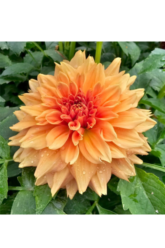 Dahlia Tuber - Delbard Gange