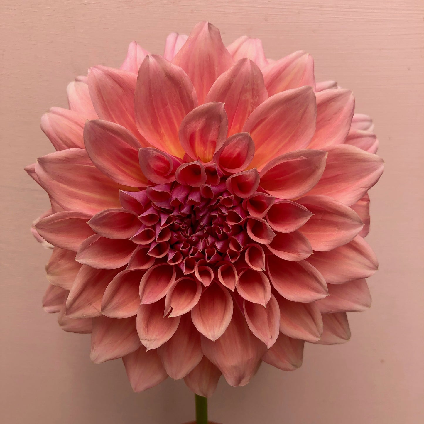 Dahlia Tuber - West Coast