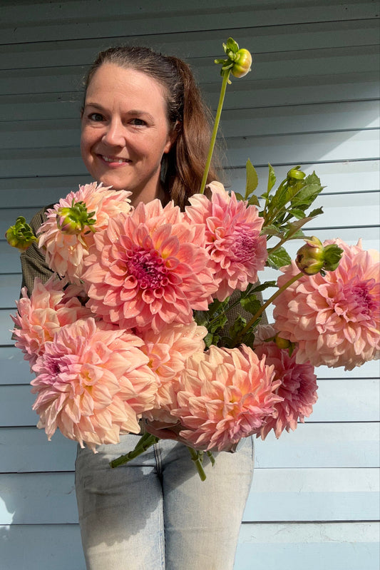 Dahlia Tuber - West Coast