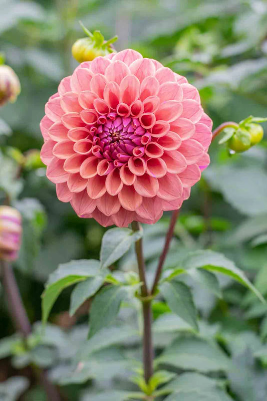 Dahlia Tuber - Winkie Truffle