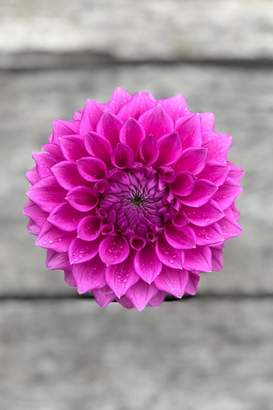 Dahlia Tuber - Winkie Cavalier