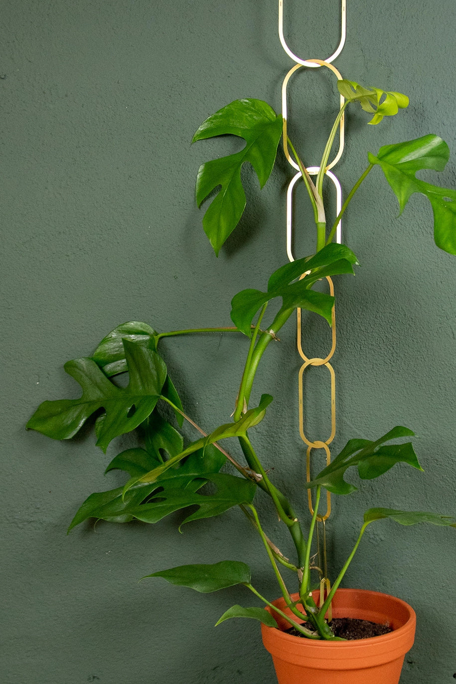 Gold Brass Chain - Plant Support For Climbing Plants
