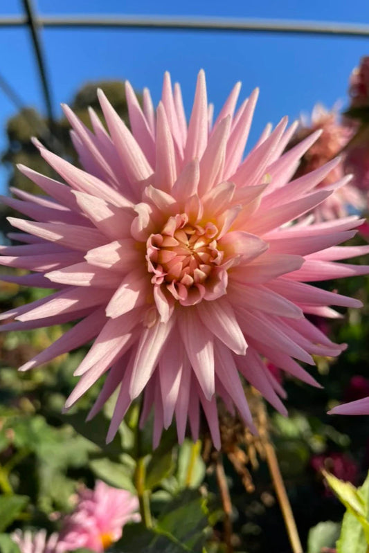 Dahlia Tuber - Kismet