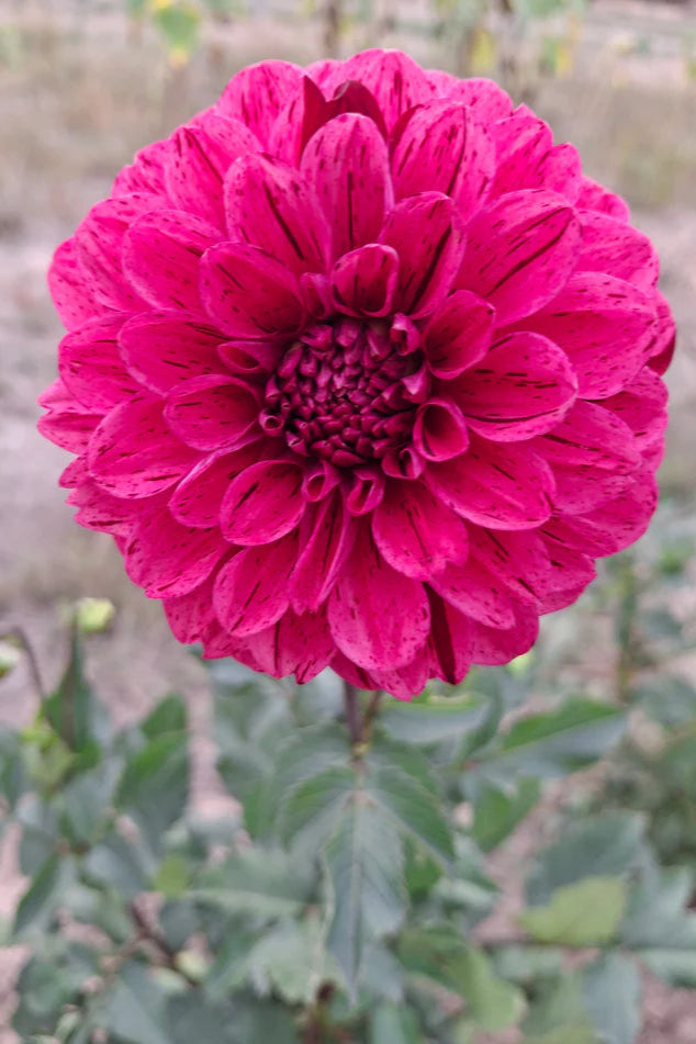 Dahlia Tuber - Florelie Morello