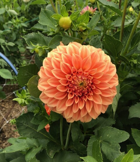 Bracken Palamino dahlia