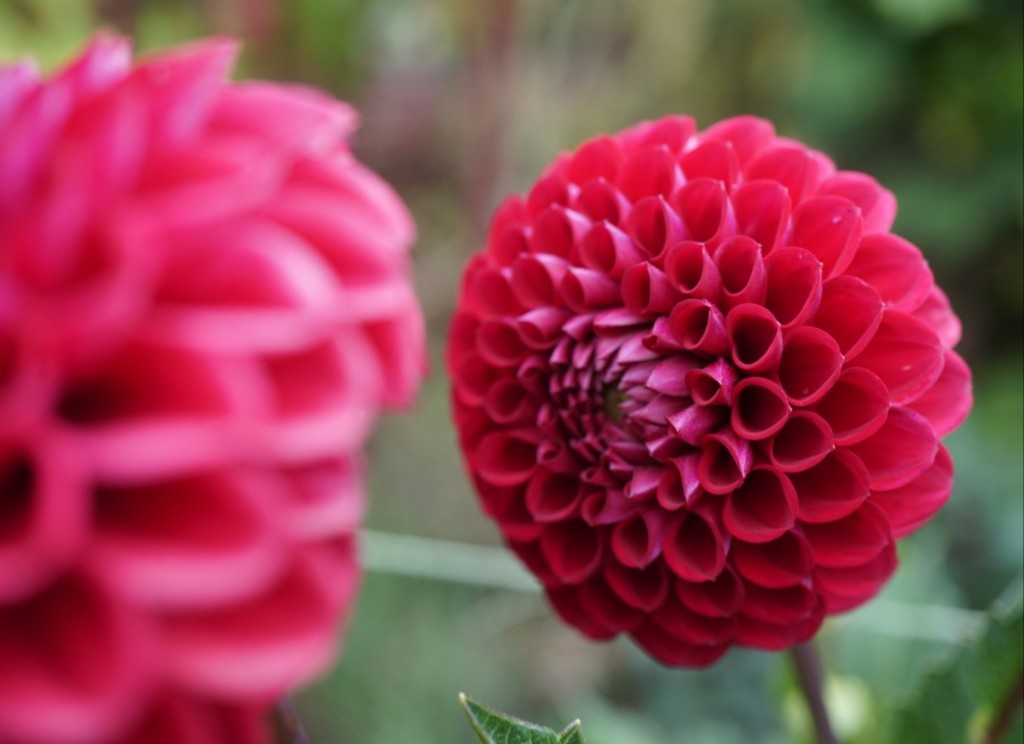 cornel dahlia