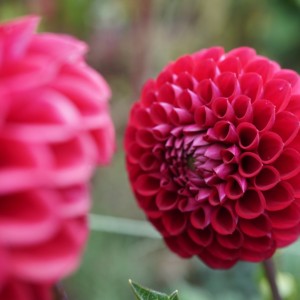 cornel dahlia