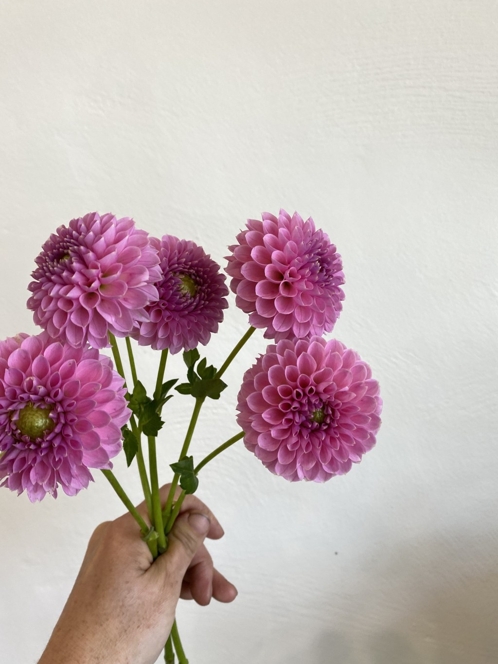 Dahlia Trevally pink lady