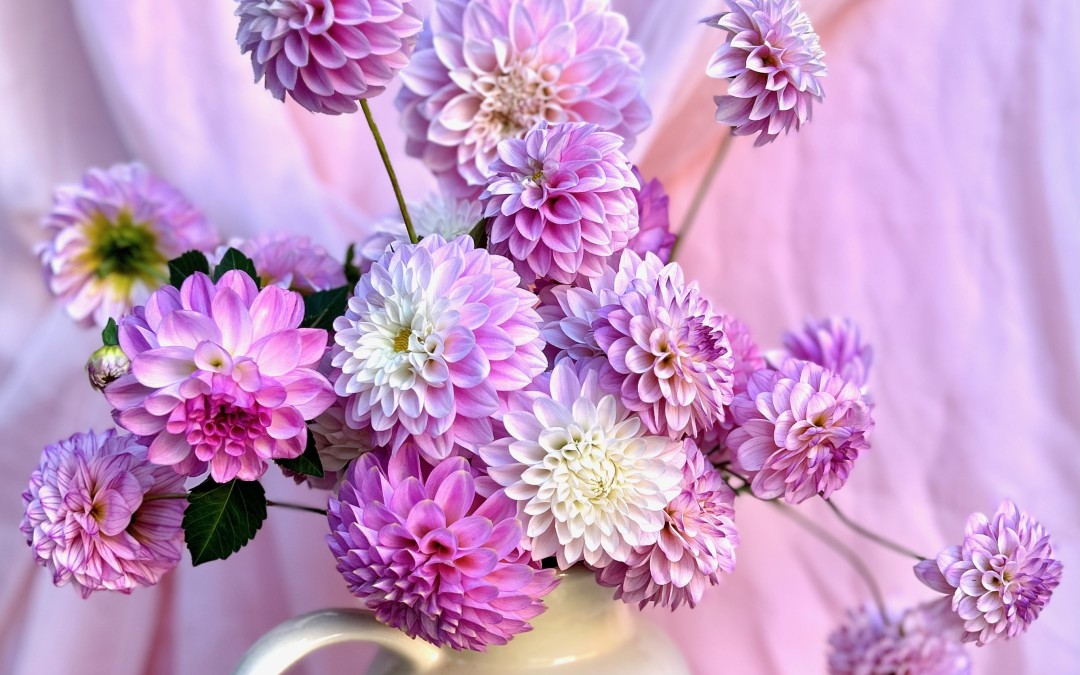 A jug of beautiful pink dahlias. Locally picked in Wagga Wagga