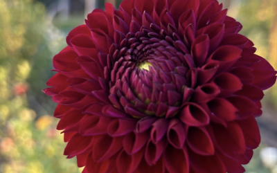 The Dahlia’s I’ll be growing more of…