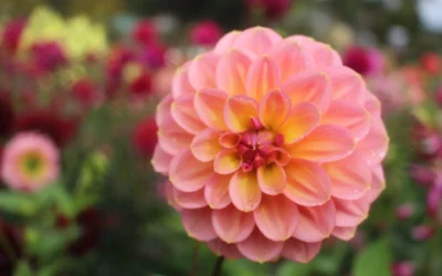 The dahlias I wont be growing this year…